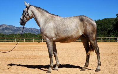 Teora du Fesquet **